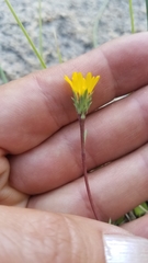 Pyrrocoma apargioides