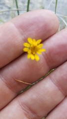 Pyrrocoma apargioides