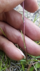 Pyrrocoma apargioides