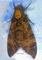 Acherontia