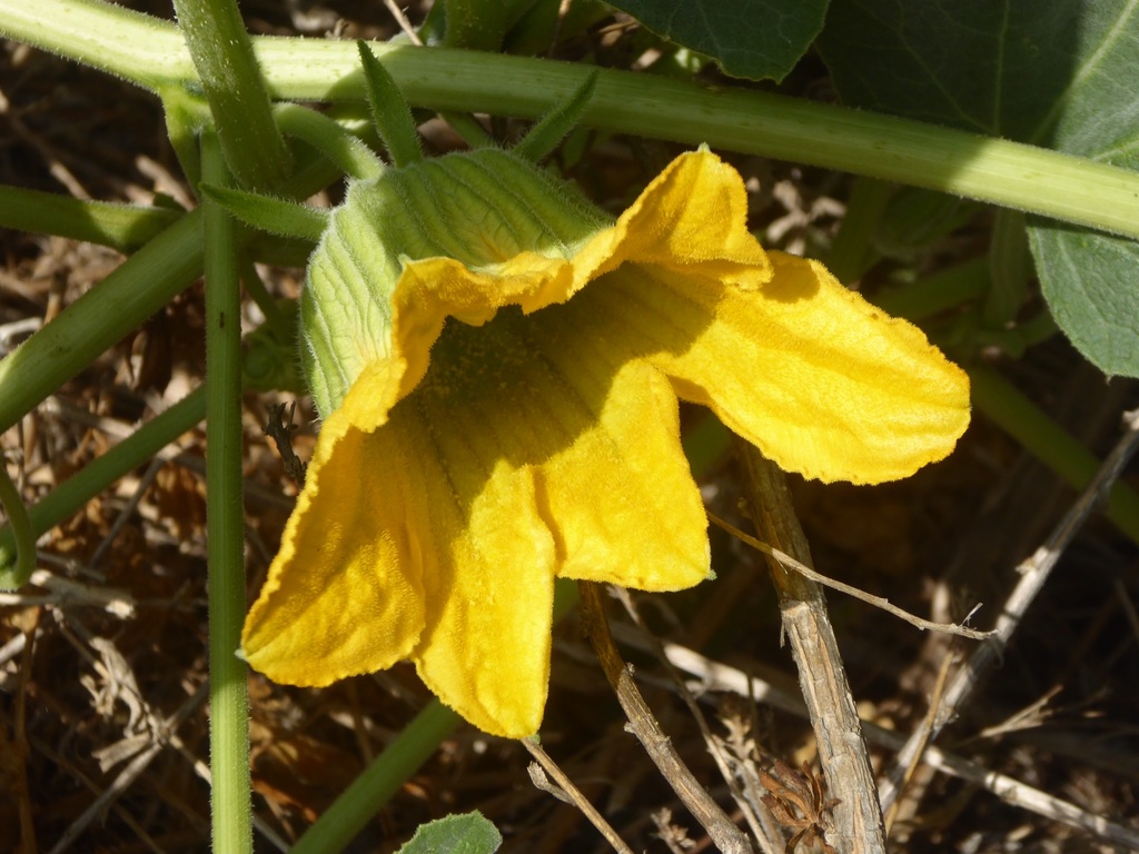 Buffalo Gourd from Orange County, CA, USA on July 27, 2021 at 08:40 AM ...