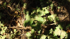 Toxicodendron diversilobum