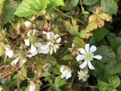 Rubus permixtus
