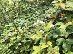 Rubus permixtus