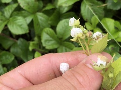 Rubus permixtus