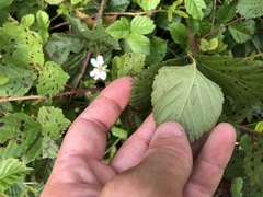 Rubus permixtus