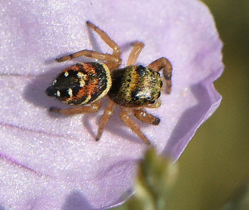 Apache Jumping Spider