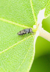 Discomyza maculipennis