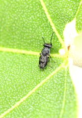 Discomyza maculipennis
