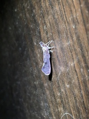 Apache degeeri