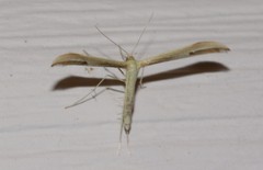 Hellinsia pectodactylus