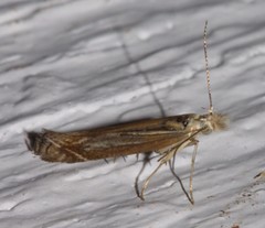 Isophrictis striatella