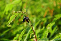 Poecilopompilus algidus
