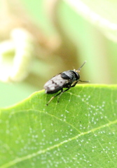 Discomyza maculipennis