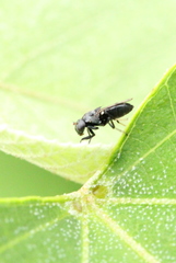 Discomyza maculipennis