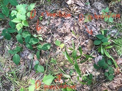 Desmodium × humifusum