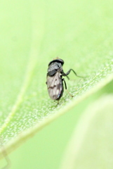 Discomyza maculipennis