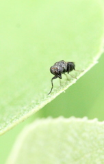 Discomyza maculipennis