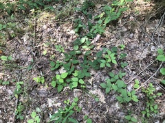 Desmodium × humifusum