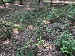 Desmodium × humifusum