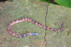 Geophis semidoliatus