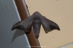 Comparmustilia sphingiformis