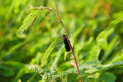 Poecilopompilus algidus