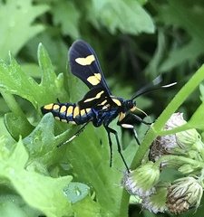 Phoenicoprocta hampsonii