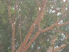 Vachellia leucophloea