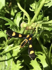 Phoenicoprocta hampsonii