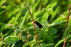 Poecilopompilus algidus