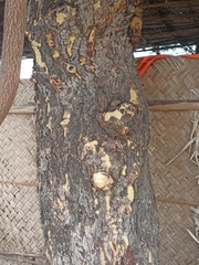 Vachellia leucophloea