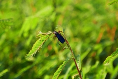Poecilopompilus algidus