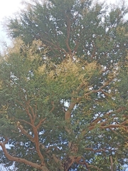 Vachellia leucophloea
