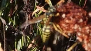 photo of European Paper Wasp (Polistes dominula)