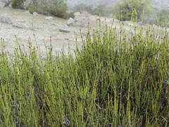 Ephedra multiflora