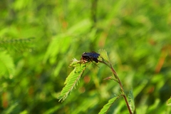 Poecilopompilus algidus
