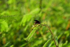 Poecilopompilus algidus