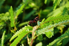 Poecilopompilus algidus