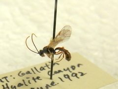 Tryphoninae