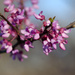 Eastern Redbud - Photo (c) dbarronoss, some rights reserved (CC BY-NC-ND)