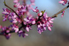 Eastern Redbud - Photo (c) dbarronoss, some rights reserved (CC BY-NC-ND)