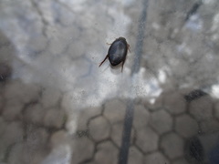 Acilius semisulcatus