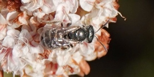 photo of Tripartite Sweat Bee (Halictus tripartitus)