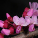 Eastern Redbud - Photo (c) Judy Gallagher, some rights reserved (CC BY)