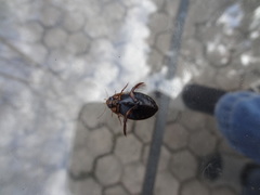 Acilius semisulcatus