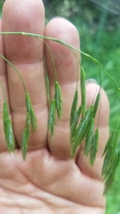 Bromus laevipes