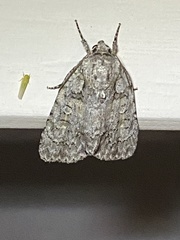 Acronicta modica
