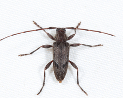 Eutrichillus biguttatus