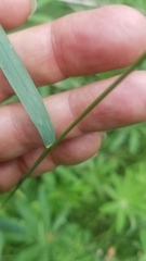 Bromus laevipes